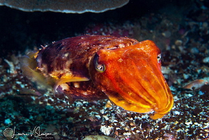 Broadclub cuttlefish/Photographed with a Canon 60 mm macr... by Laurie Slawson 